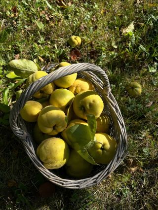 Naše poslední sezónní ovoce #kdoule #quince #marmelo neuvěřitelně dobrý džem ❤️🥐